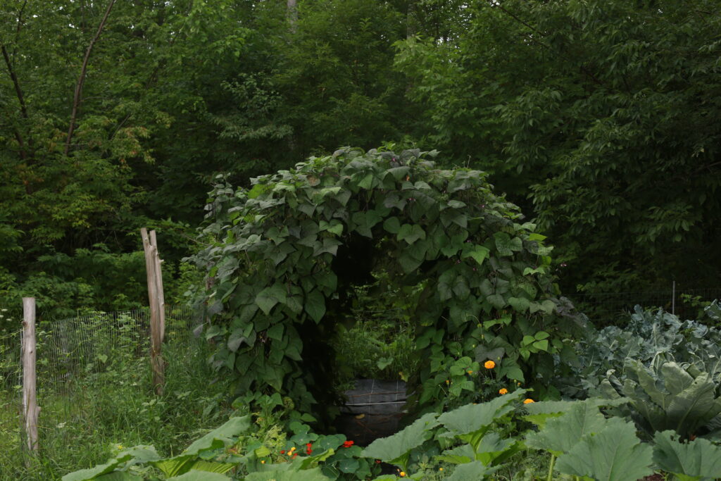 gardening midwest homesteader michigan laura lawrence seed to plate