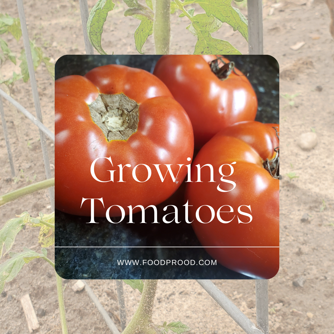 Learn how to Grow, Prune, Harvest, & Use Tomatoes