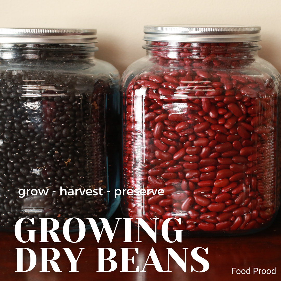 How to Grow – Maintain – Harvest – Preserve Dry Beans