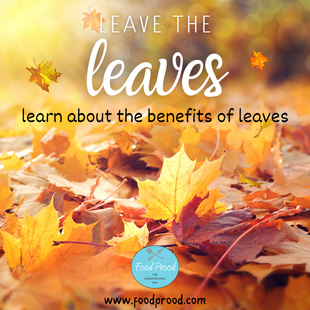 learn about the benefits of leaves