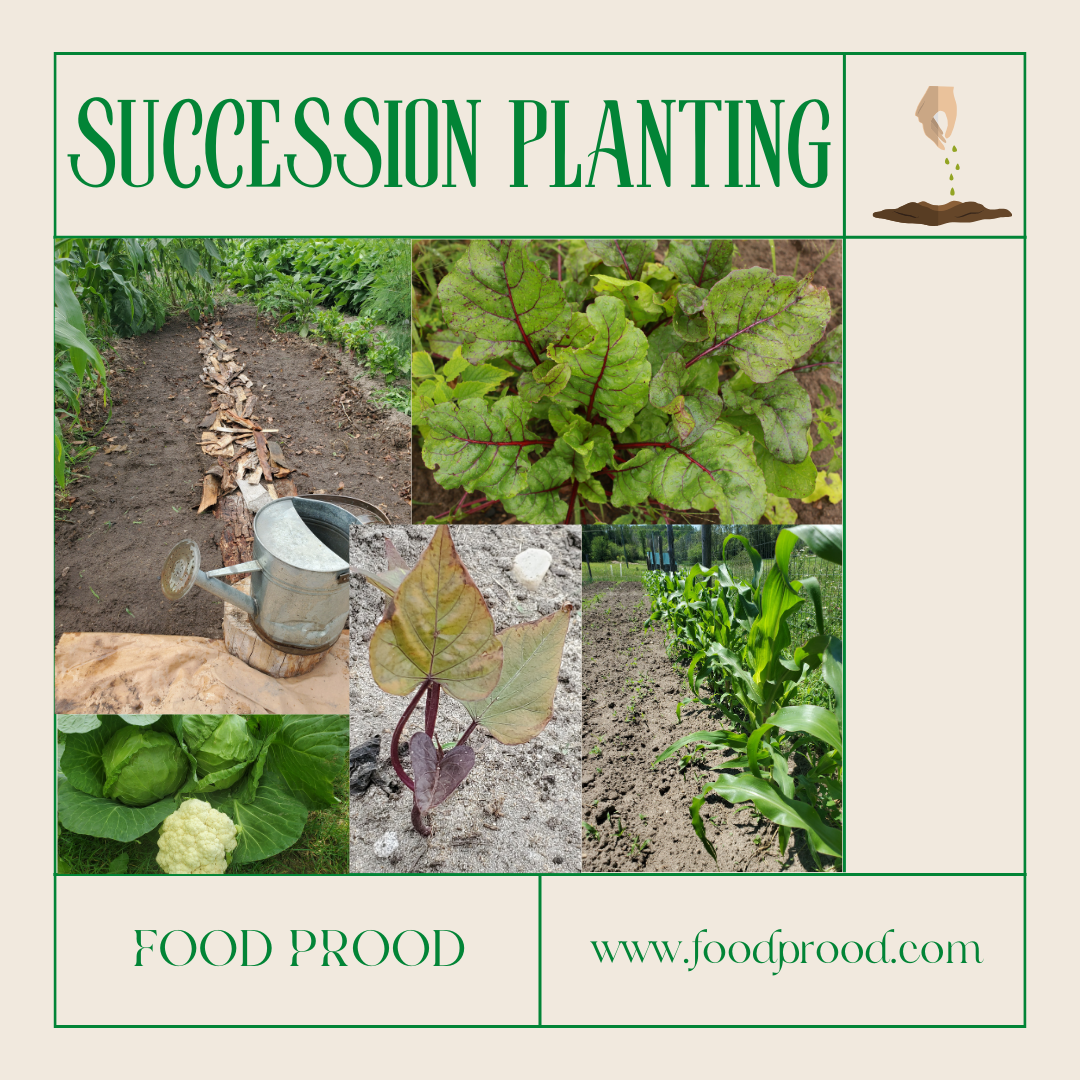 Day #24 Benefits of Succession Planting - Food Prood - Laura Lawrence ...