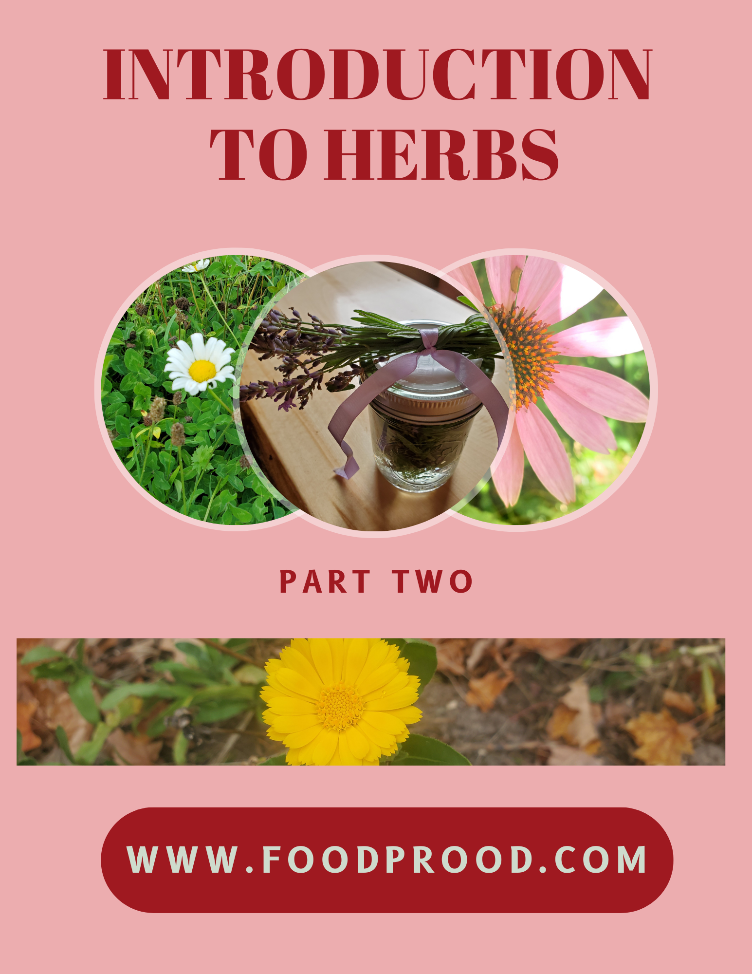 Introduction to Herbs Part Two