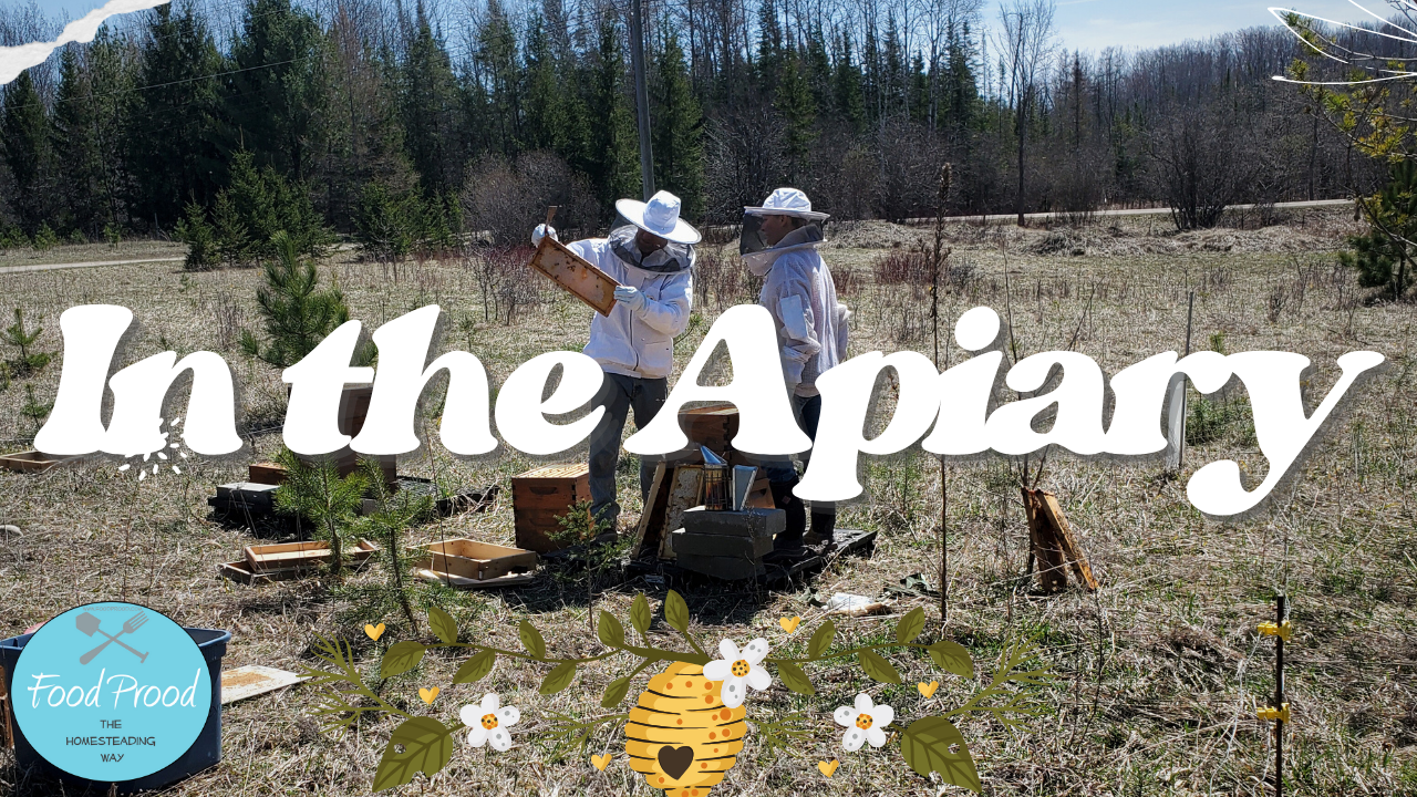 Chores on the Homestead are Gaining Momentum + Join me in the Bee Apiary