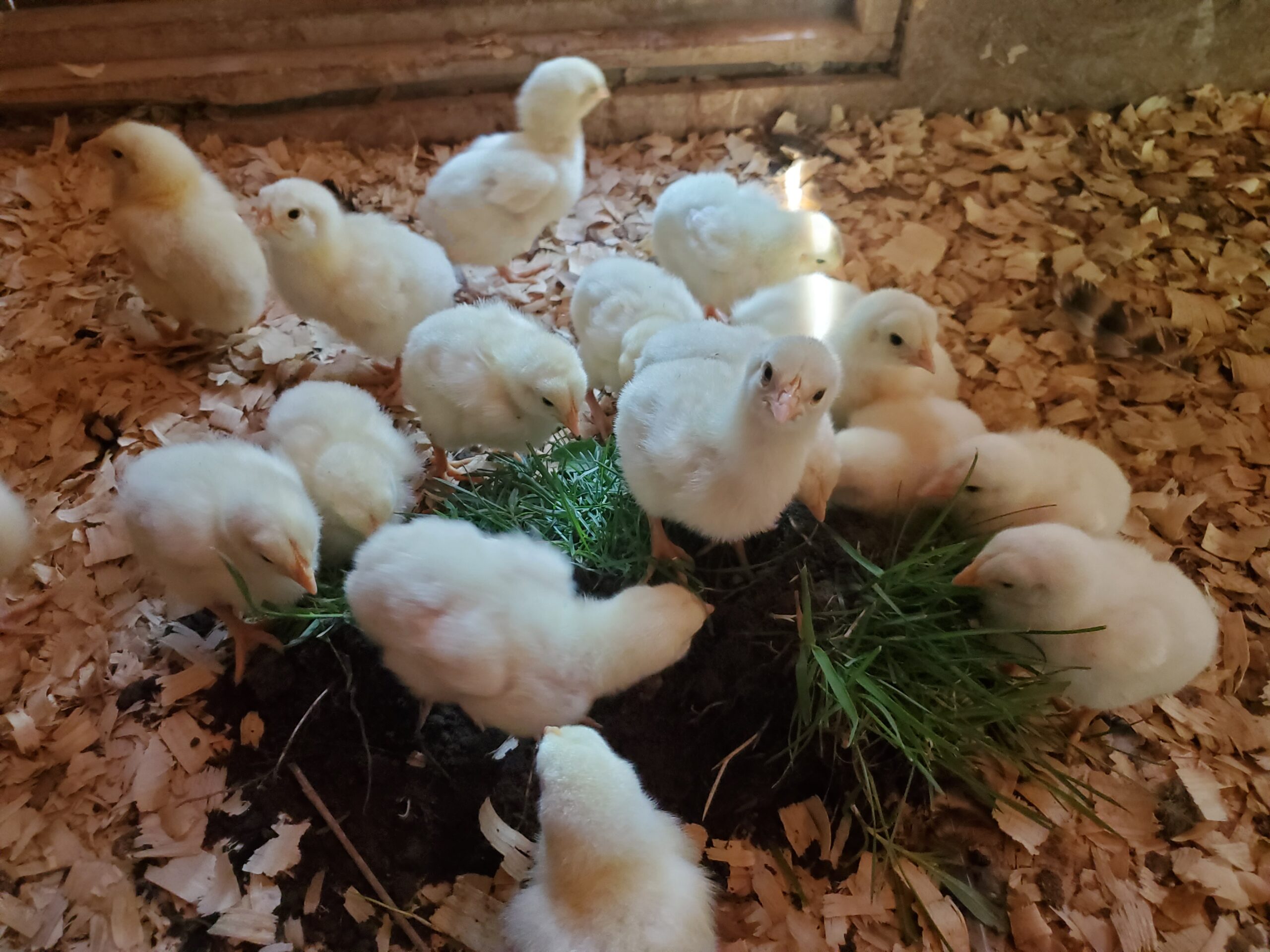 Baby Chicks + New Sourdough Recipe + How To Raise Your Own Poultry!