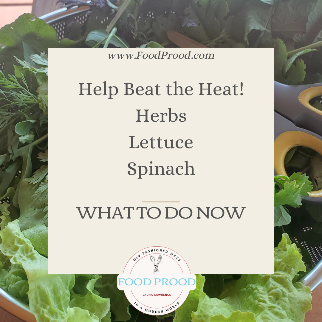 How to help your Herbs, Lettuce & Spinach Types  BEAT THE HEAT