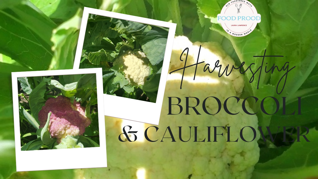 Let’s Harvest Broccoli & Cauliflower together shall we