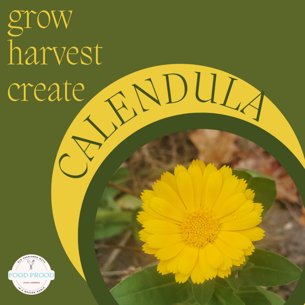 calendula grow harvest create tincture salve herb