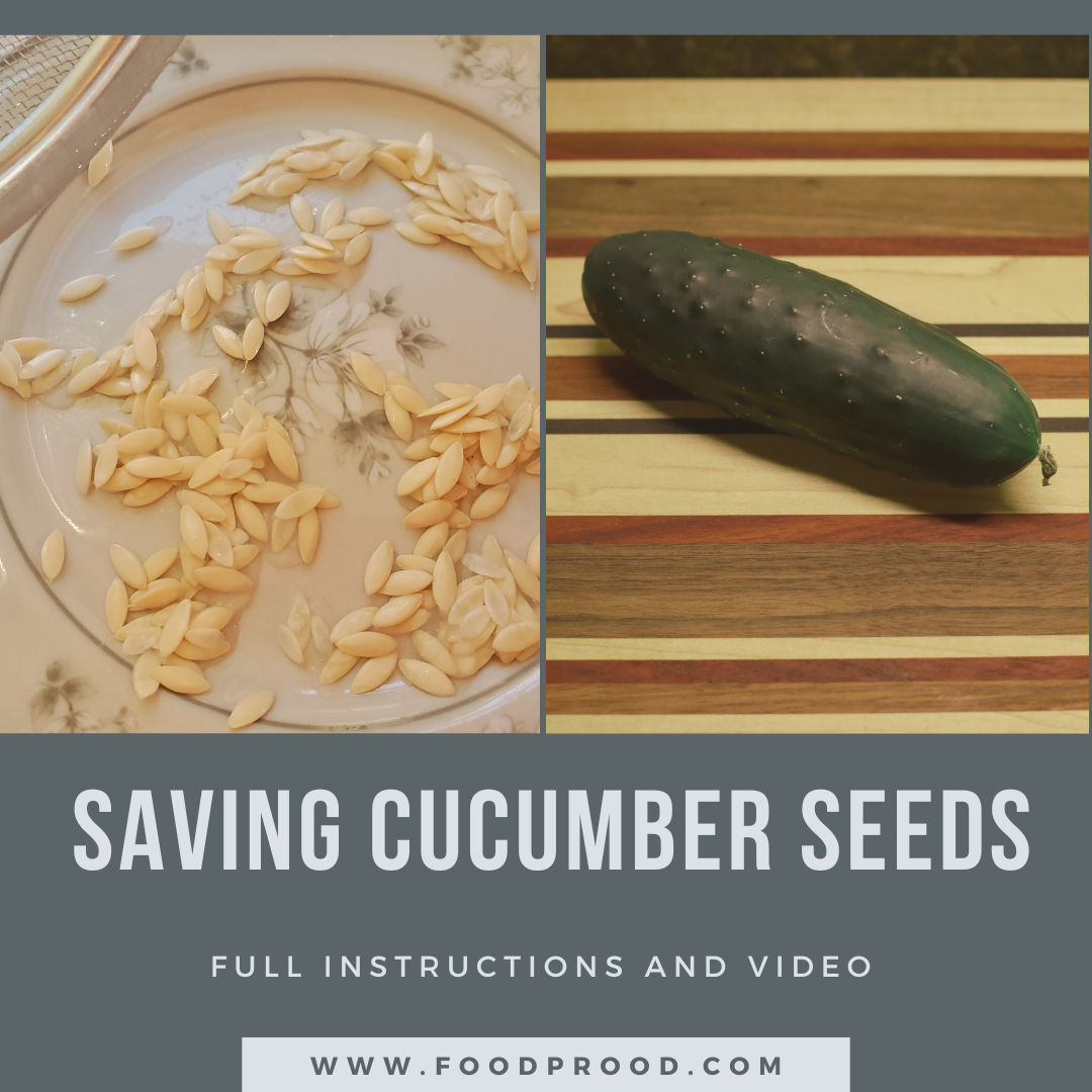 Learn how to Seed Save from Cucumbers – Fermentation Style Seed Saving