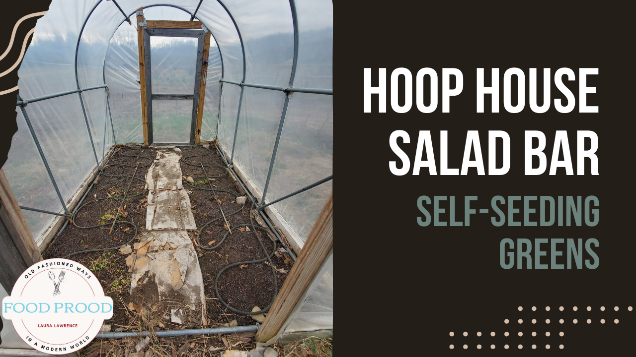 Hoop House Salad Bar! 🥬 Self-Seeding Greens & Spring Cleanup on the Homestead