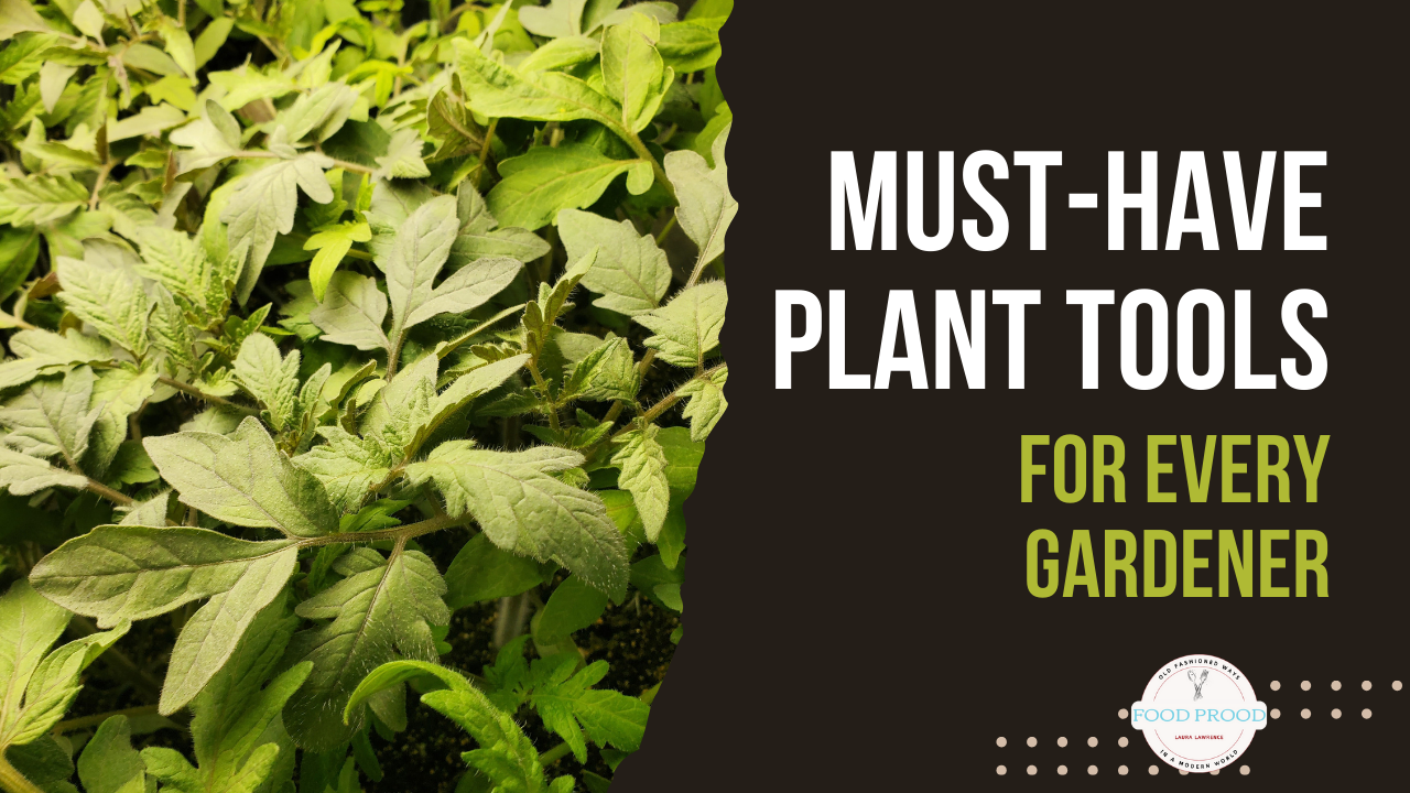 Grow Room Update- Transplanting Seedlings + Resources