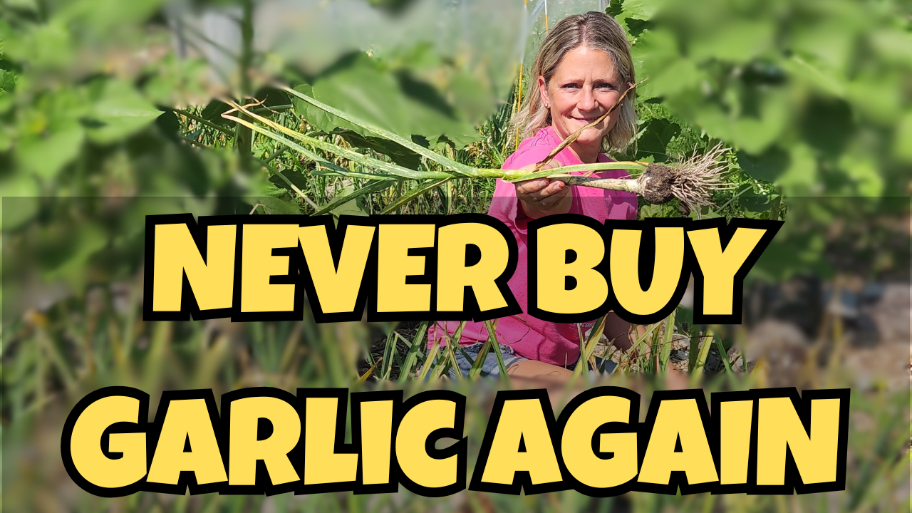 Grow Garlic Like a Pro – Step-by-Step Tutorial