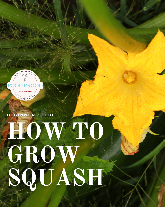 Gro Guidi How to Grow Squash (Beginner Friendly Guide) - Food Prood - Laura ...